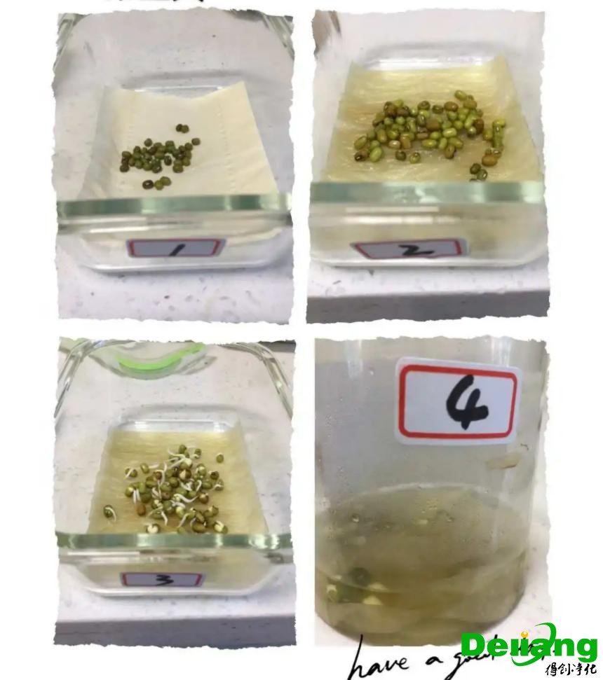 實(shí)驗(yàn)室種子制備